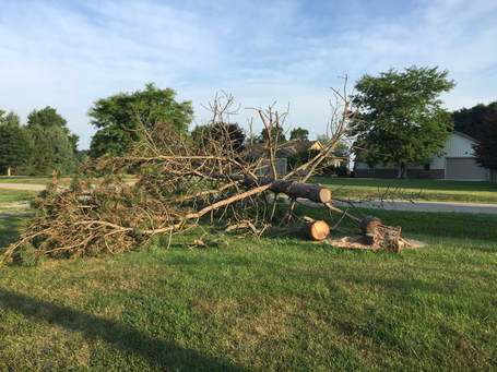 Cut down tree in front of my home in Jackson County, Michigan