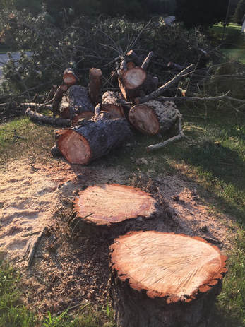 Stump before removal and sectioned tree